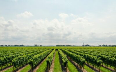 De beste bestemmingen voor wijnliefhebbers
